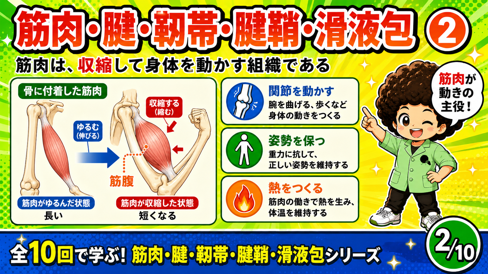 膝関節で筋肉・腱・靱帯・腱鞘・滑液包が協力して働くことを示す図