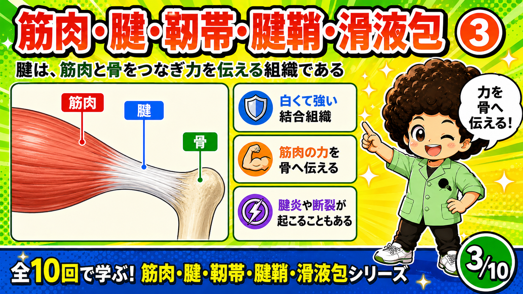 筋肉から腱を通じて骨へ力が伝わる図