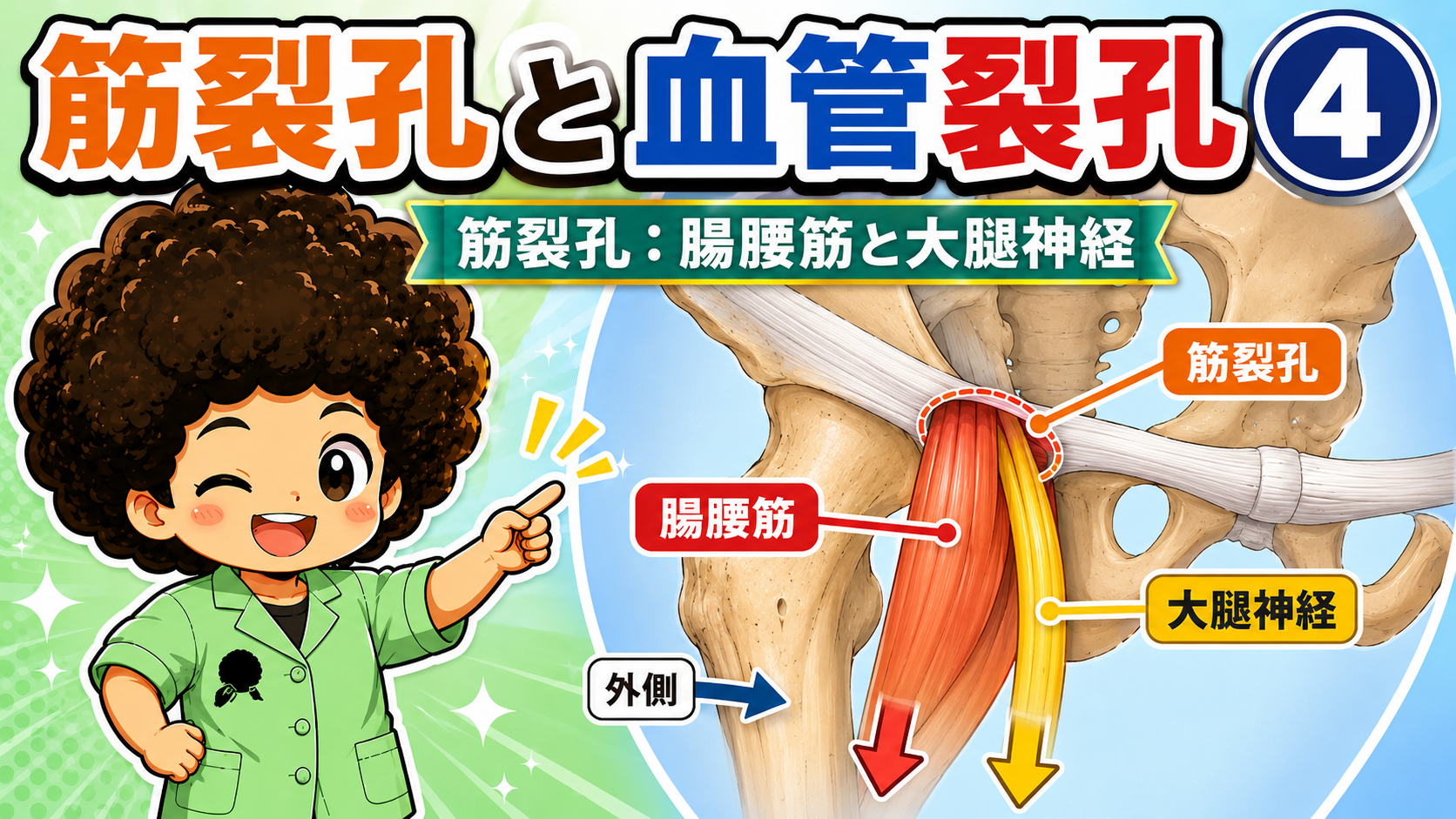 鼠径靭帯の深部にある筋裂孔（外側）と血管裂孔（内側）の位置と、通る腸腰筋・大腿神経・大腿動静脈を示したイラスト