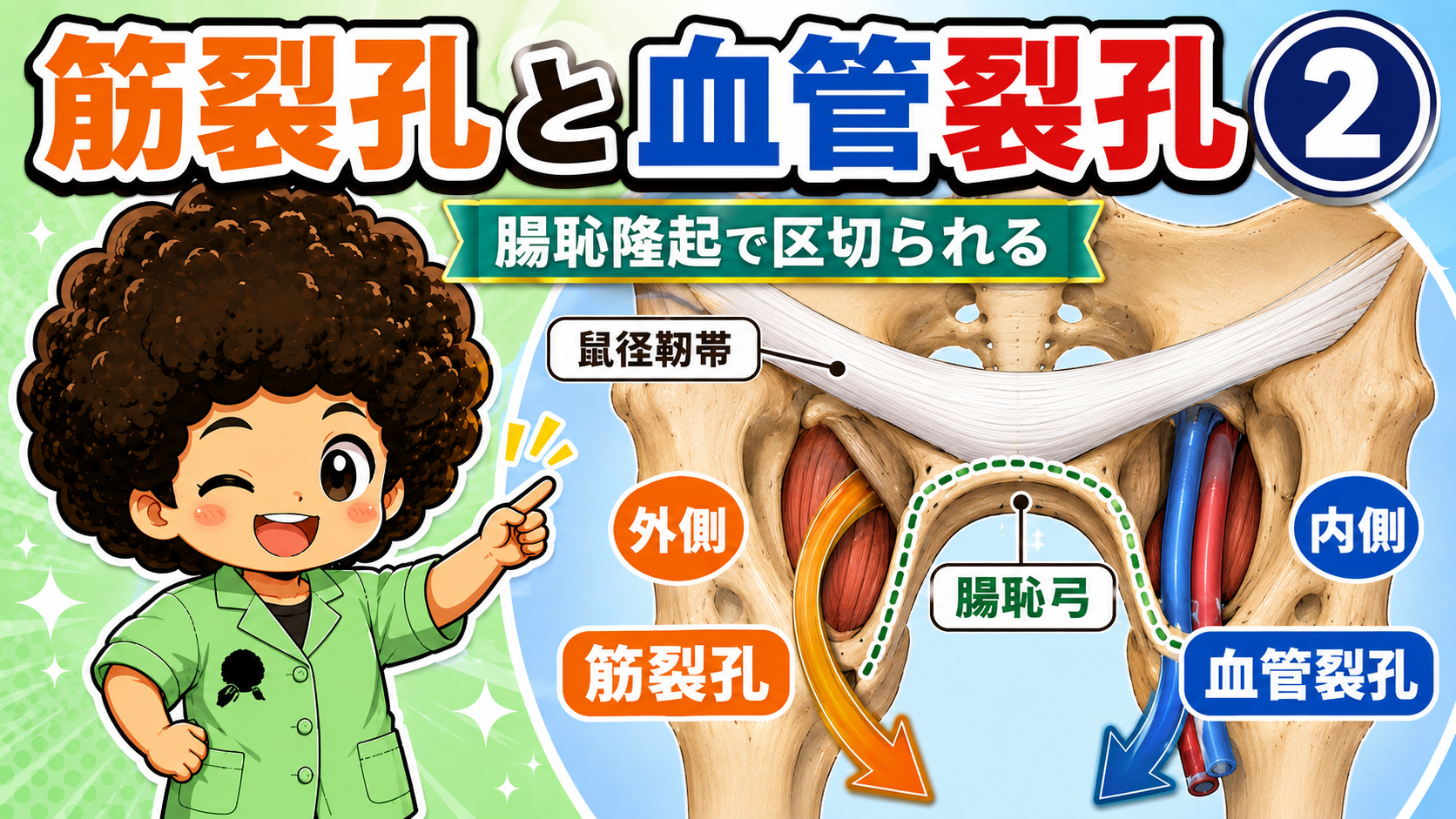 腸恥弓によって筋裂孔と血管裂孔が区切られることを示すイラスト