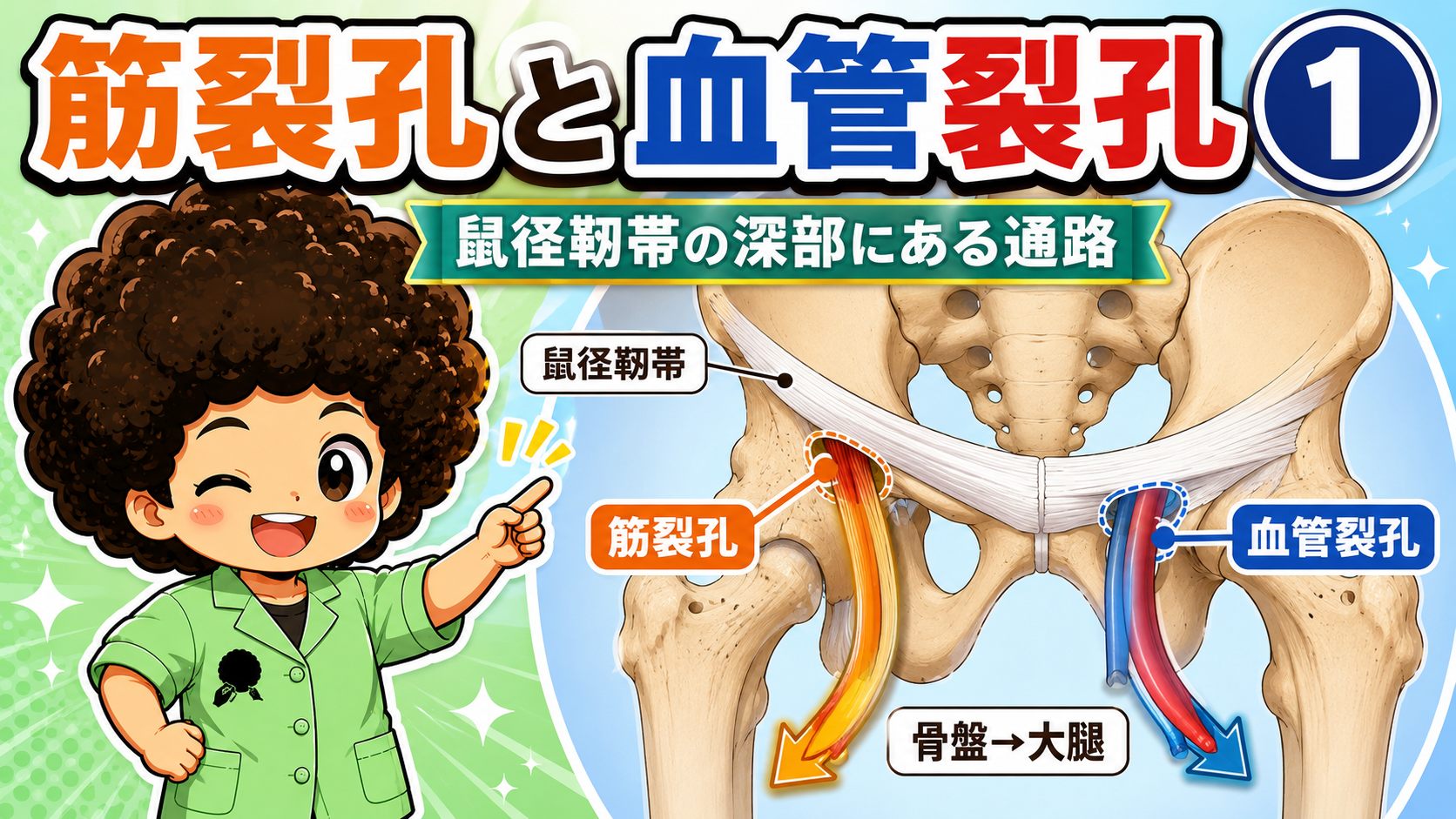 筋裂孔を腸腰筋と大腿神経が通ることを示すイラスト