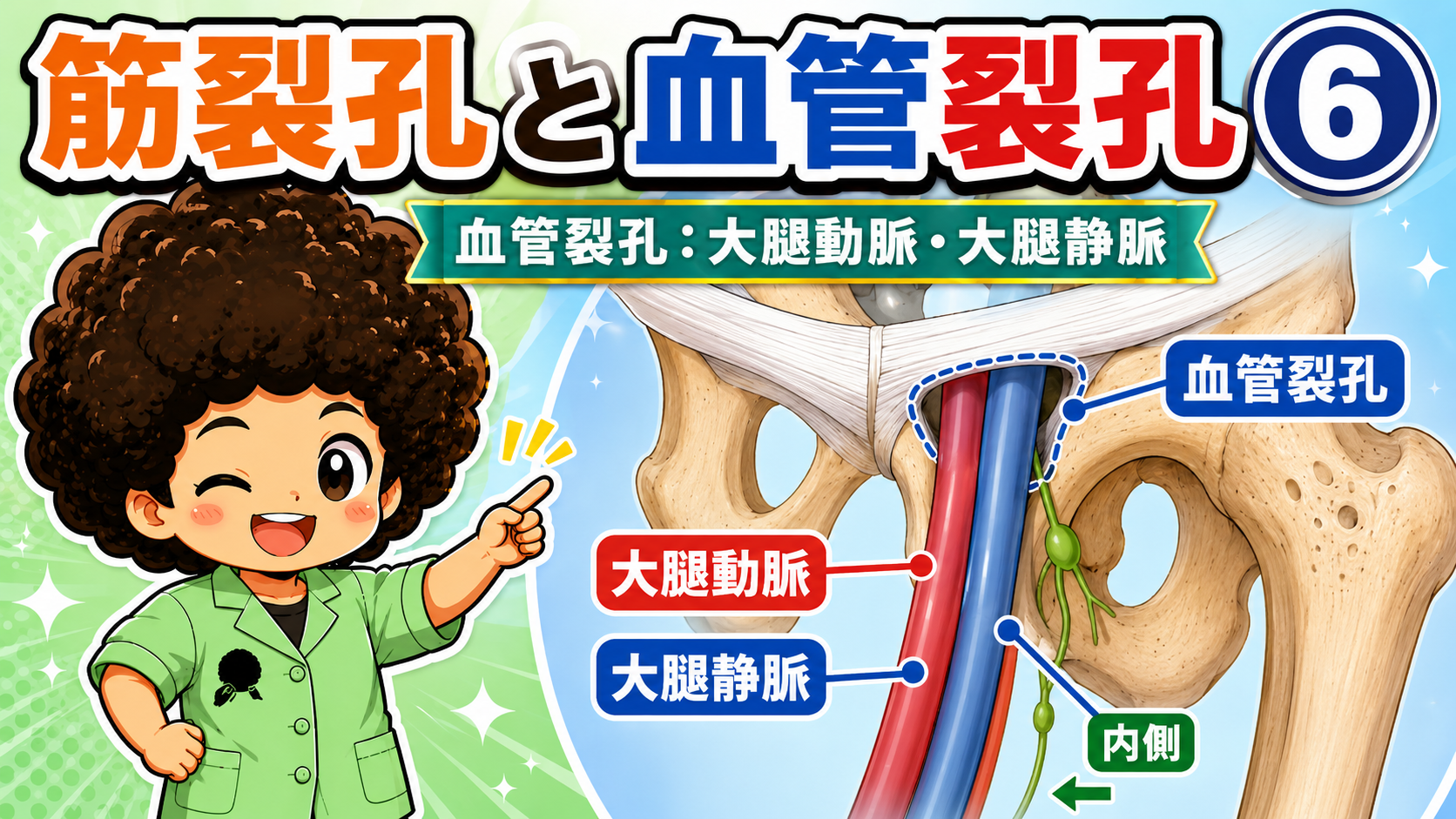 血管裂孔を大腿動脈と大腿静脈が通ることを示すイラスト