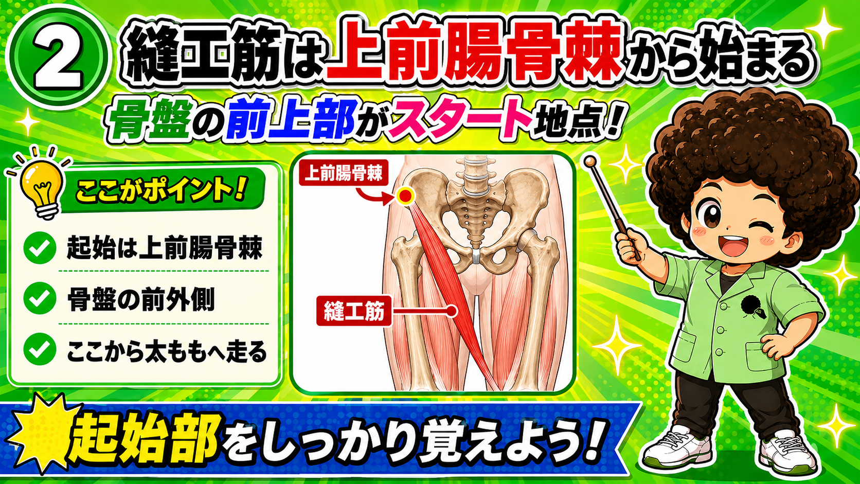 上前腸骨棘から起こる縫工筋を示した図