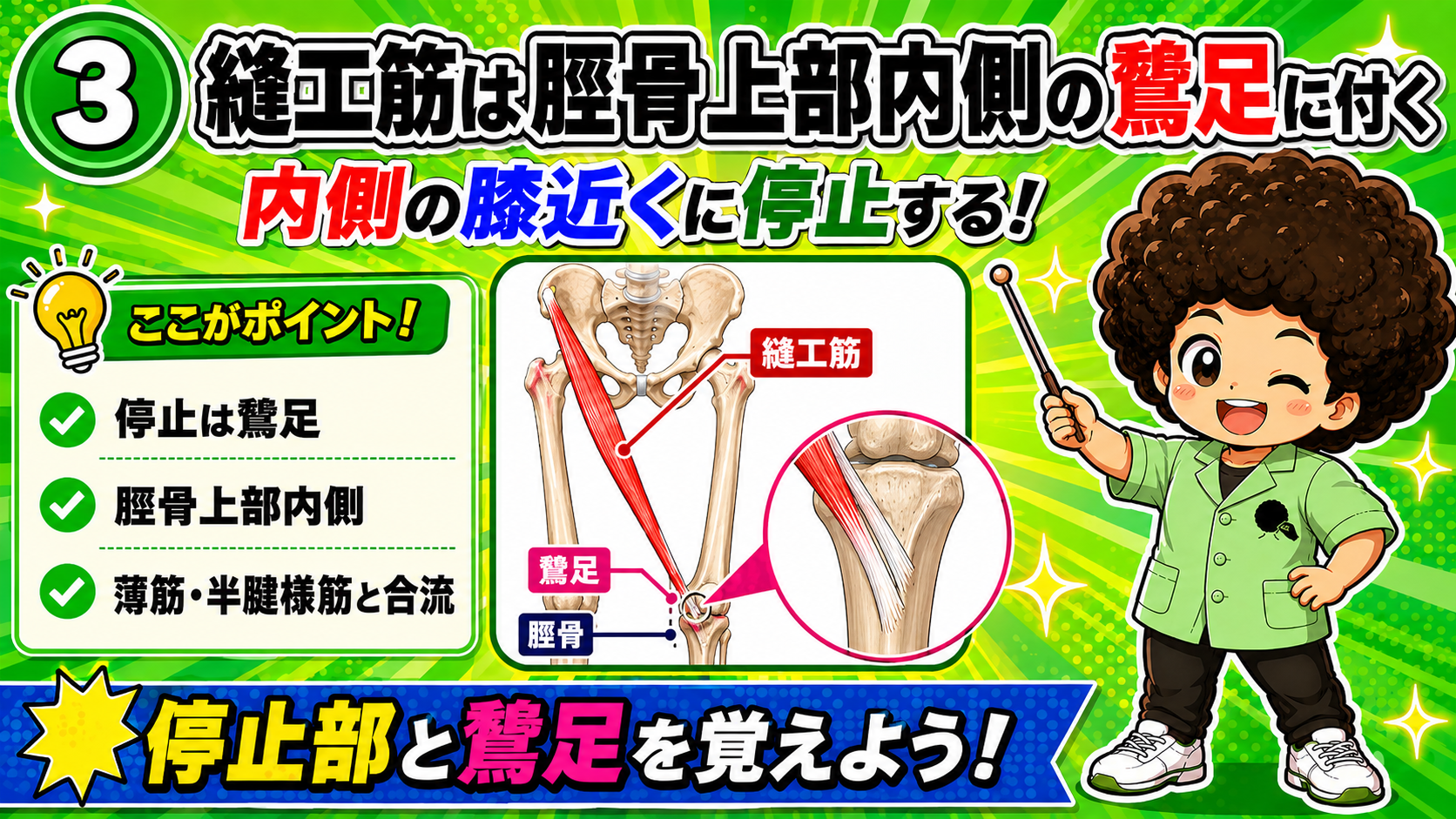 脛骨上部内側の鵞足に停止する縫工筋を示した図