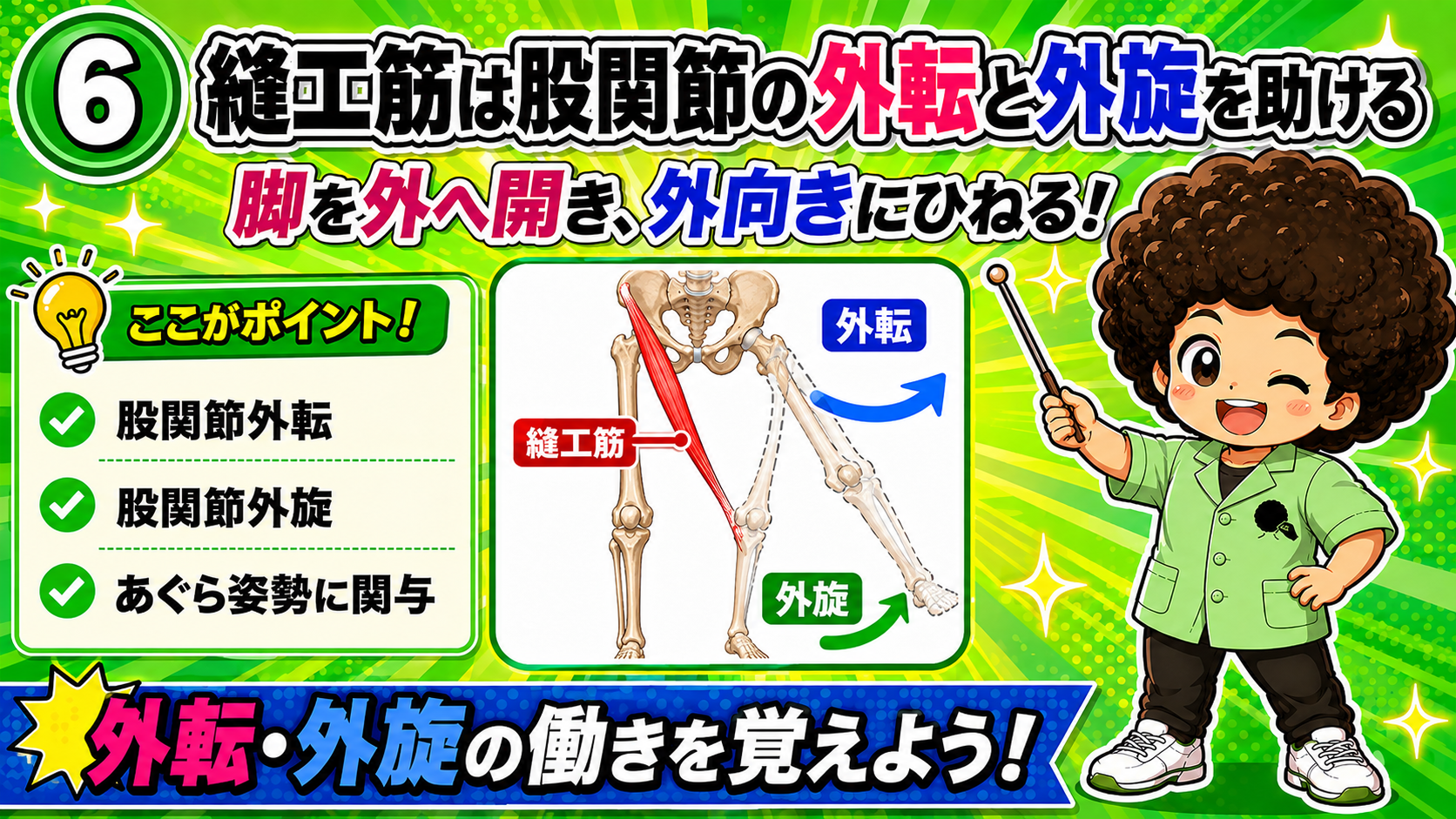 股関節の外転・外旋と膝屈曲に働く縫工筋の図