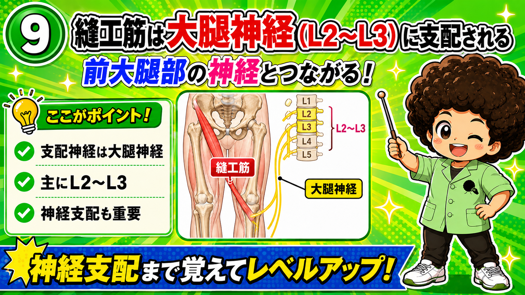 L2〜L3から出る大腿神経が縫工筋を支配する図