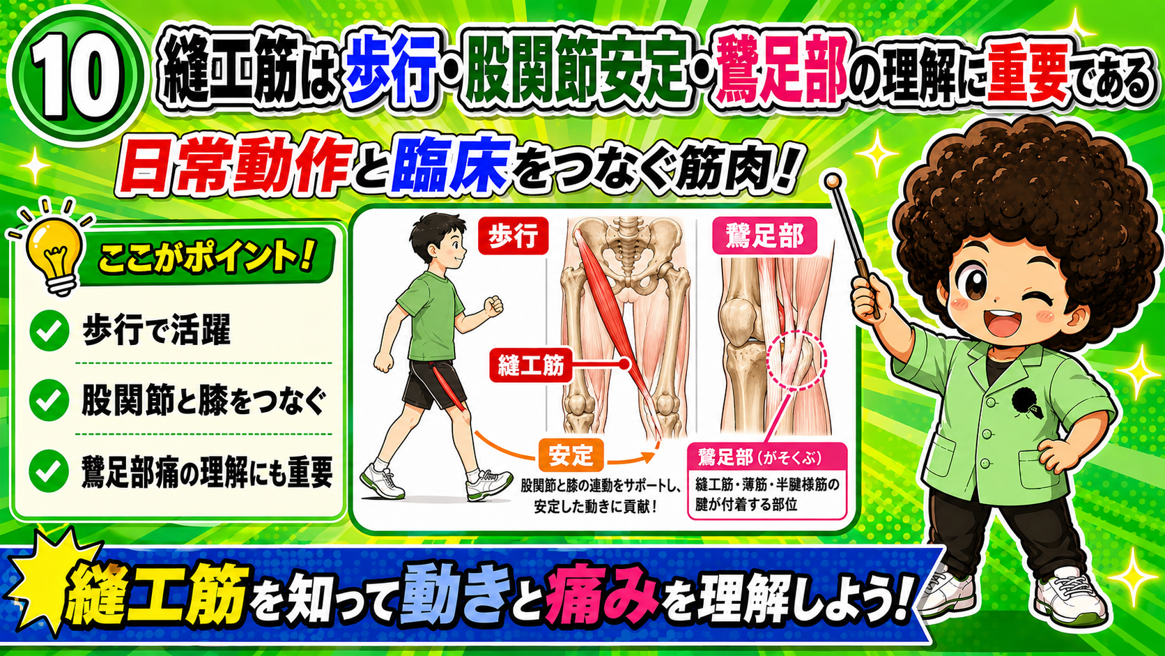 歩行と鵞足部で重要な縫工筋を示した図