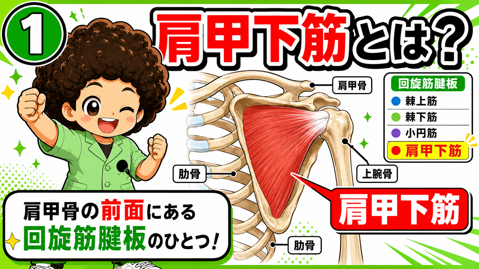 肩甲骨の前面にある肩甲下筋を示した図と、回旋筋腱板4筋の一覧