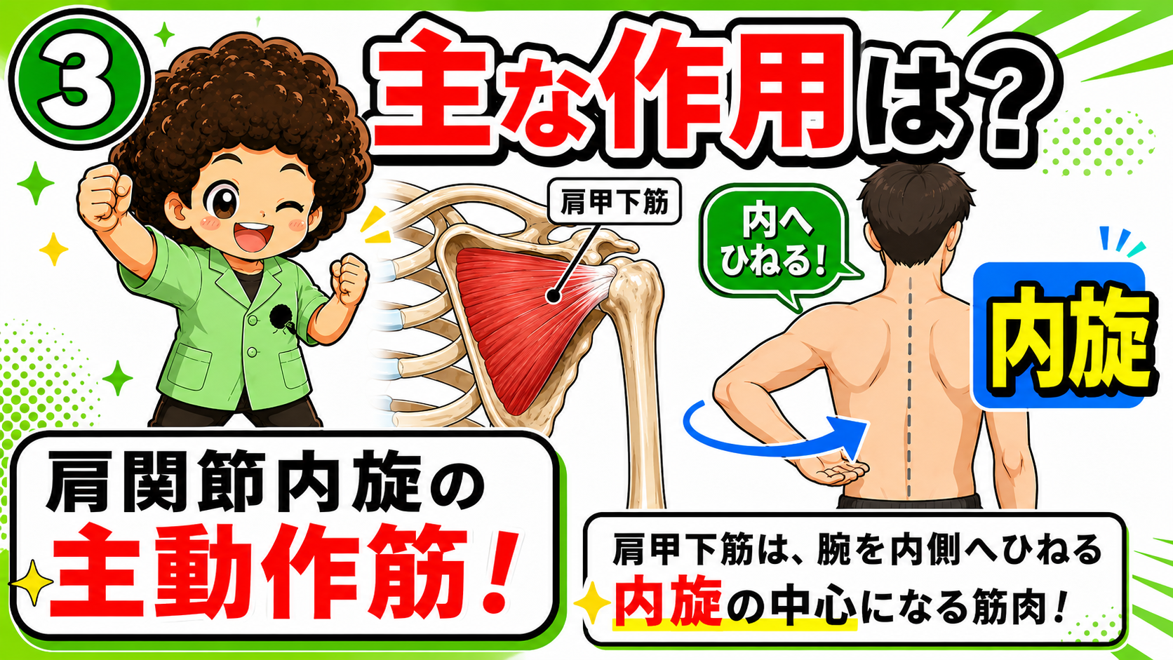 肩甲下筋による肩内旋を示した図