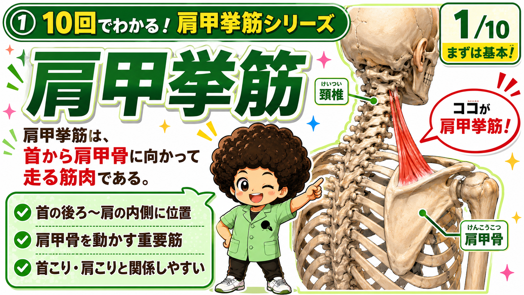 頸椎から肩甲骨上角へ走る肩甲挙筋を示した骨格図