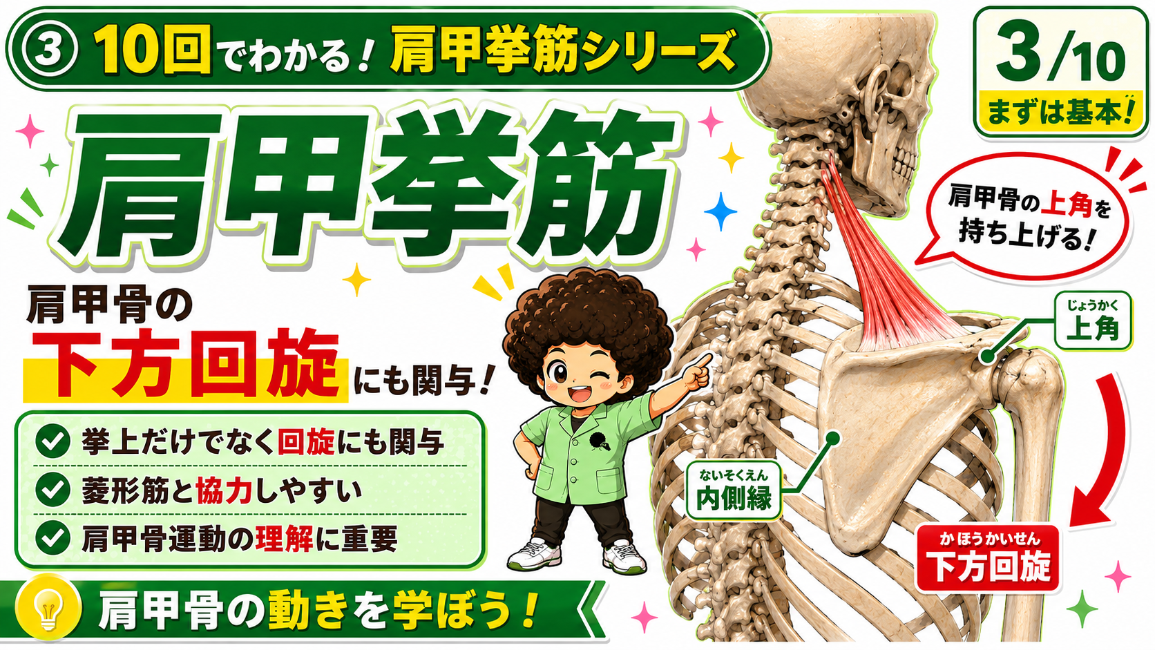 頸椎横突起から肩甲骨上角へ付着し、上角を持ち上げる肩甲挙筋の図