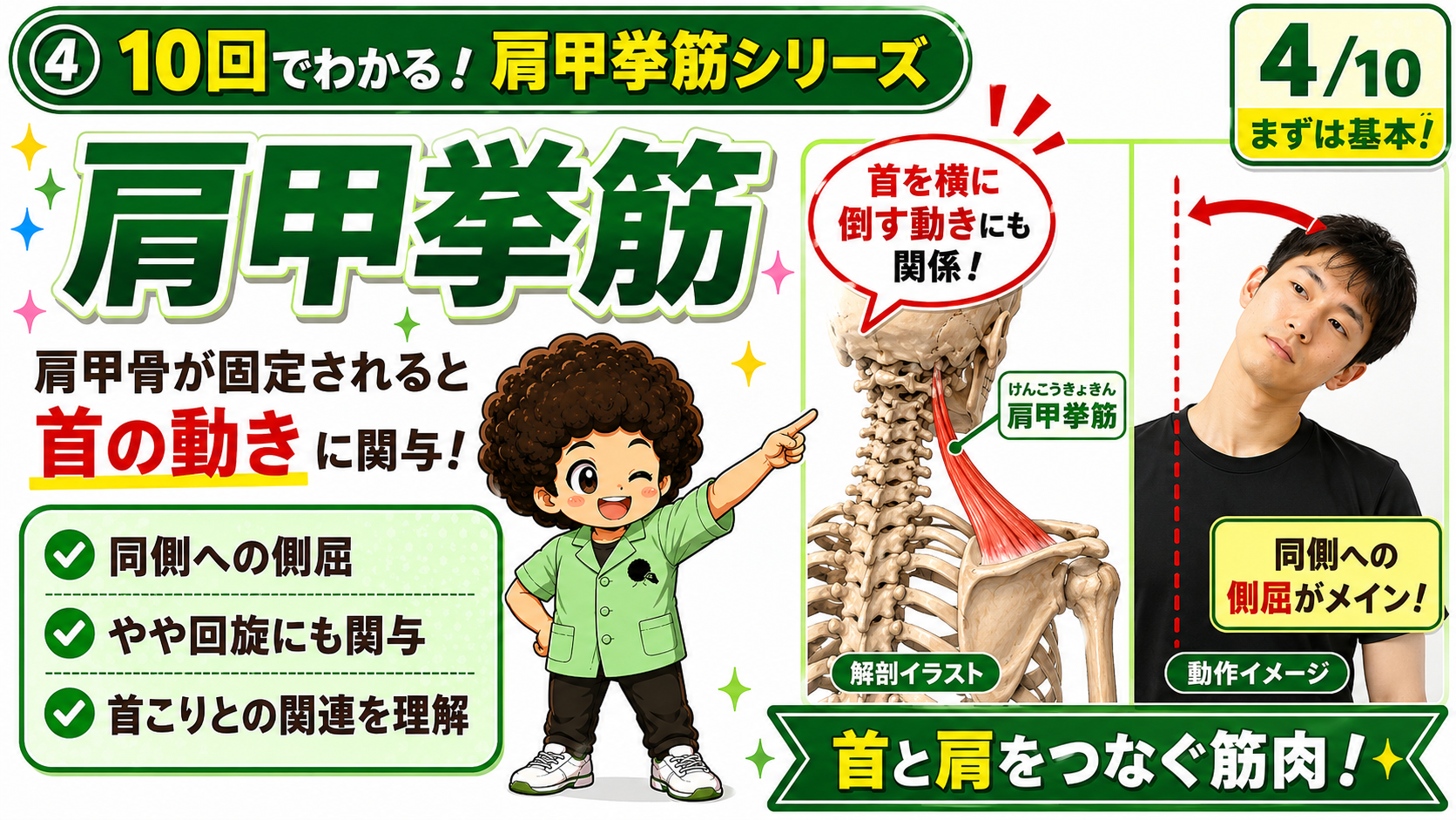 肩甲挙筋が働き首を同側へ側屈させる動作イメージ図