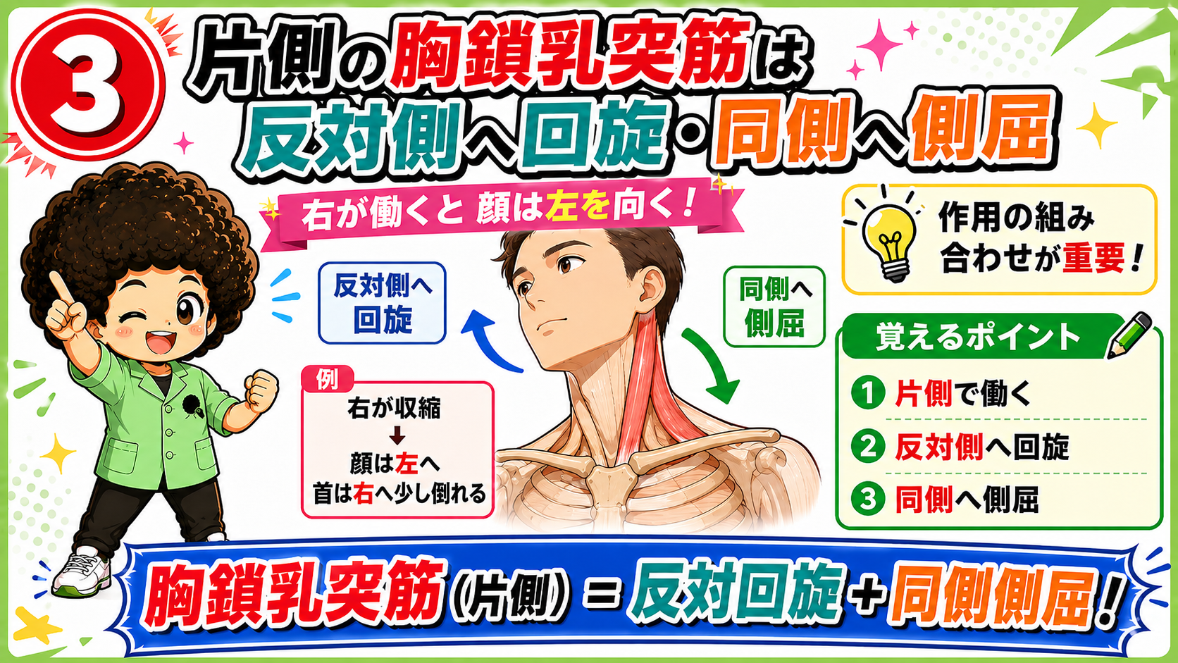 右が収縮すると顔が左を向く胸鎖乳突筋の作用を示した図