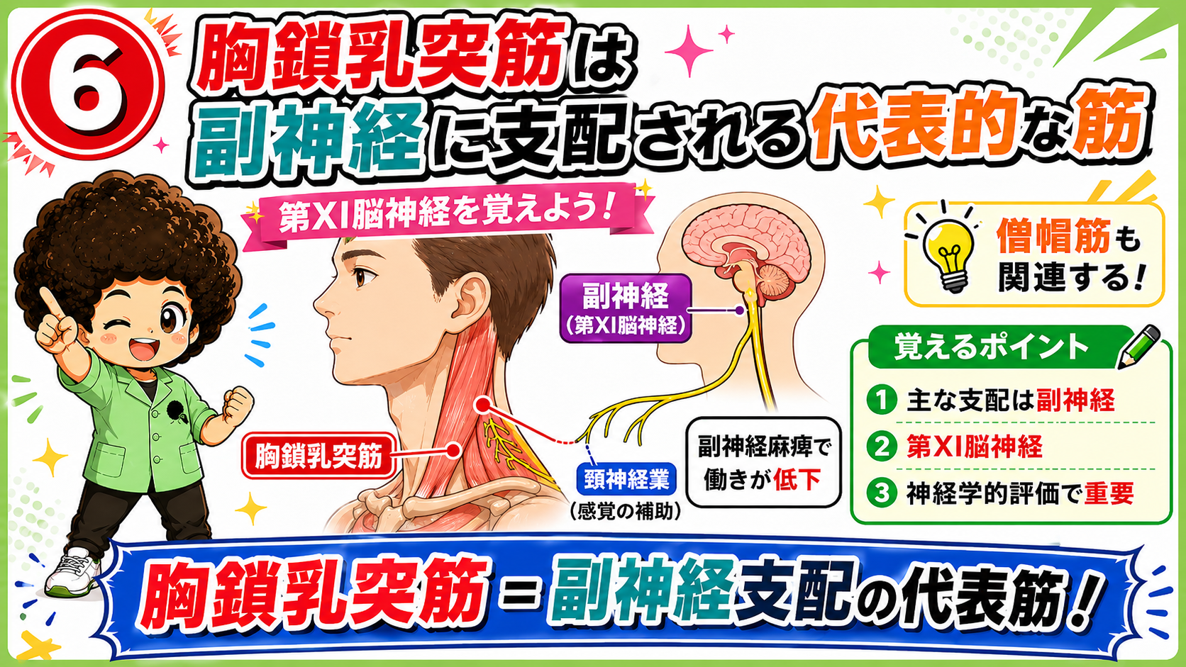 副神経が胸鎖乳突筋を支配する経路を示した図