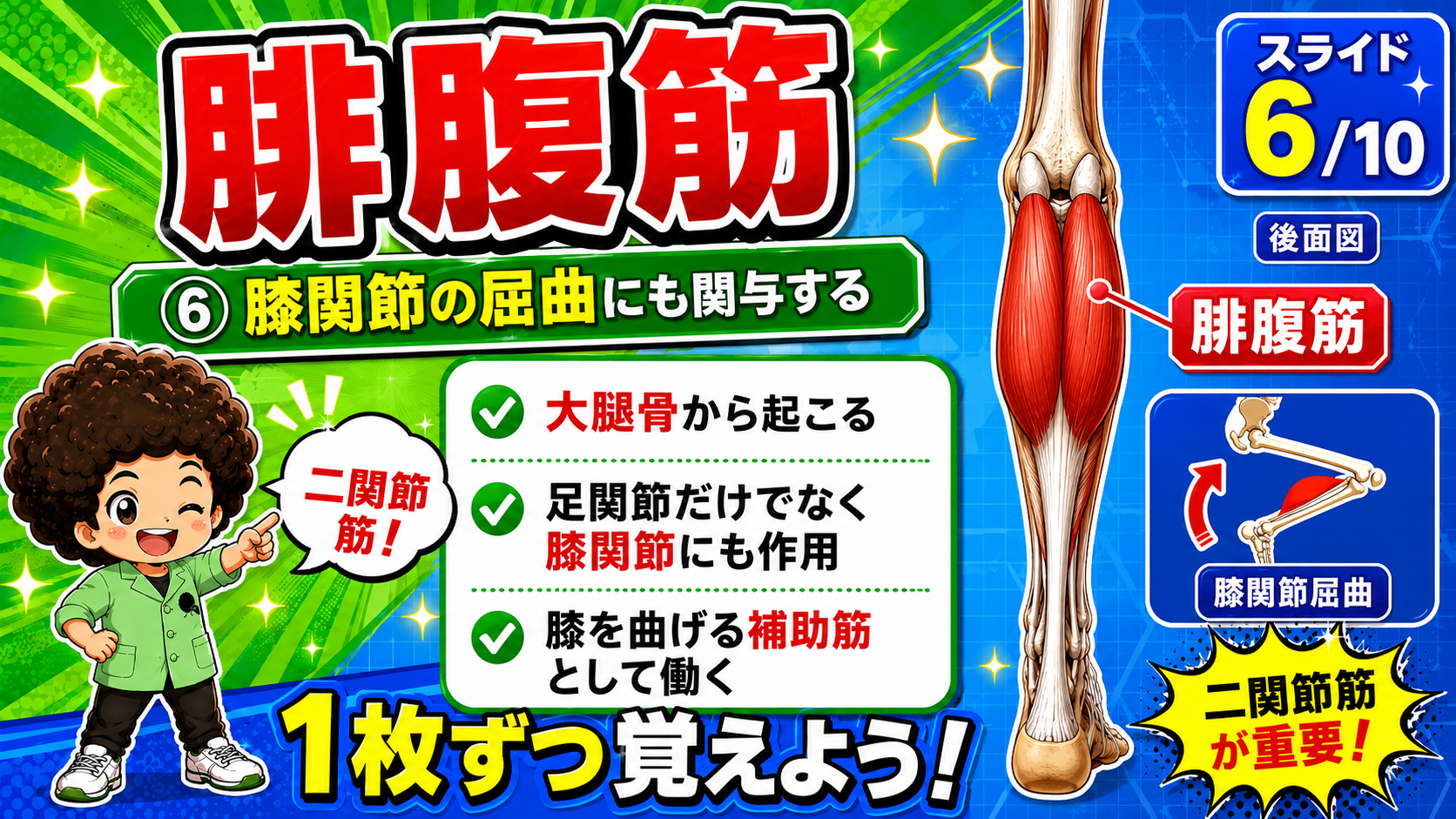 腓腹筋による足関節の底屈を示した側面図