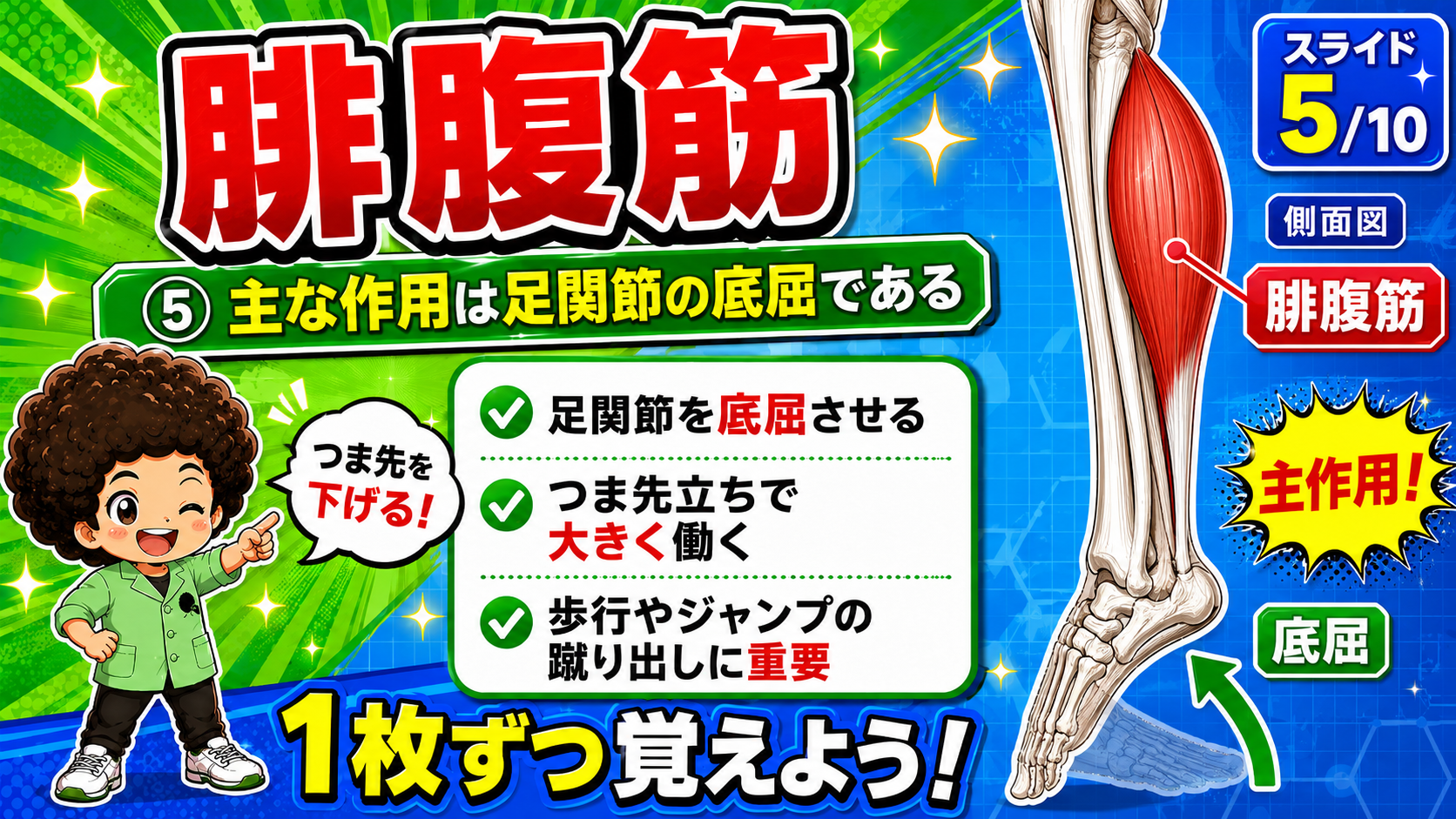腓腹筋を支配する脛骨神経を示した後面図