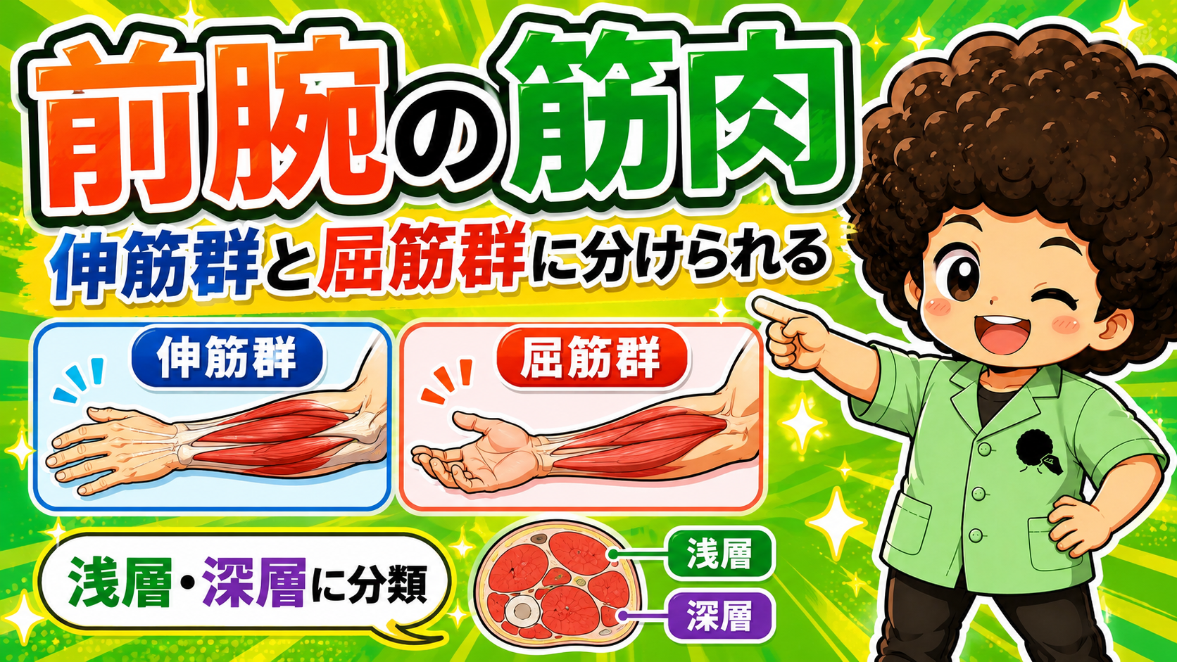 前腕外側にある腕橈骨筋の位置と、肘関節を屈曲する動きを示した図