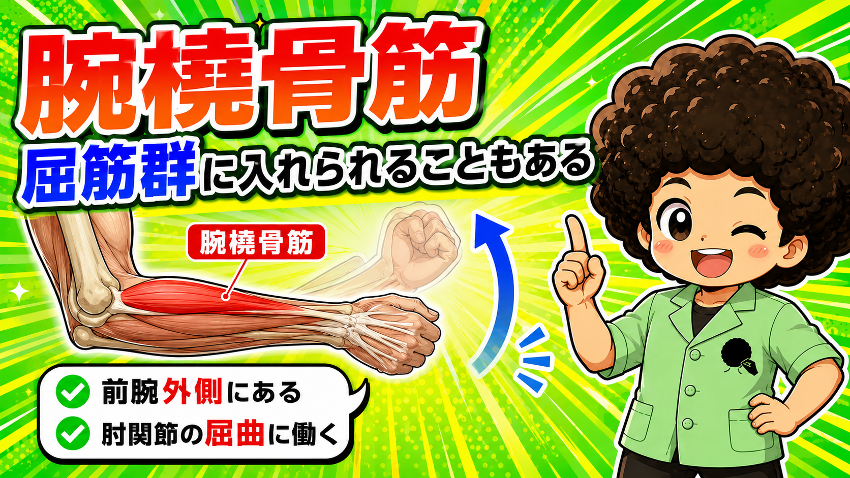 前腕外側にある腕橈骨筋と肘の屈曲を示した図