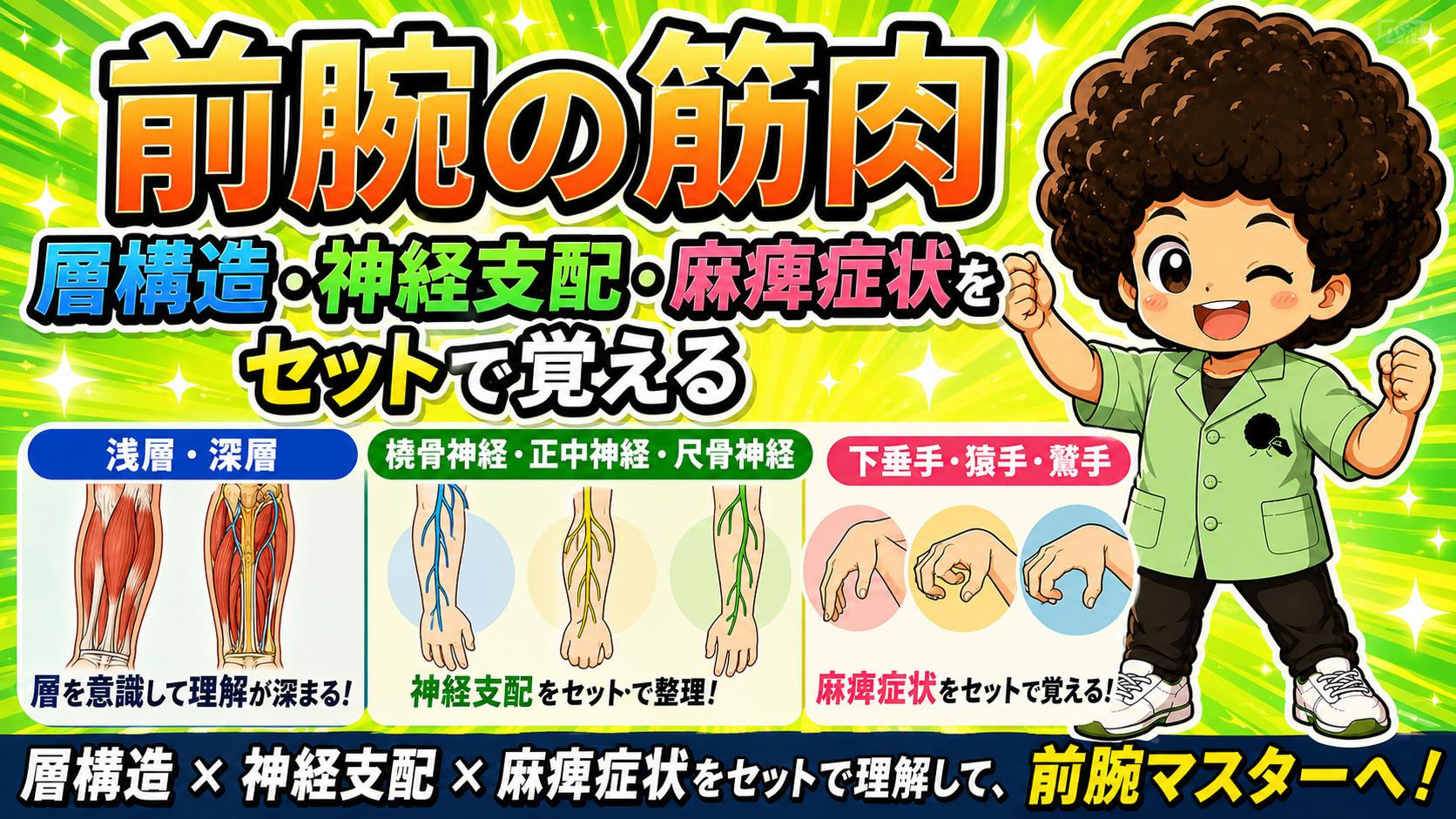 前腕筋の層構造・神経支配・麻痺症状をまとめた図