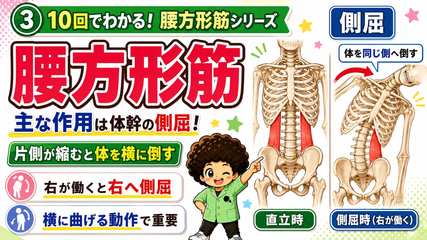 直立時と側屈時を比べ、右の腰方形筋が働いて体を右へ倒す様子を示した図