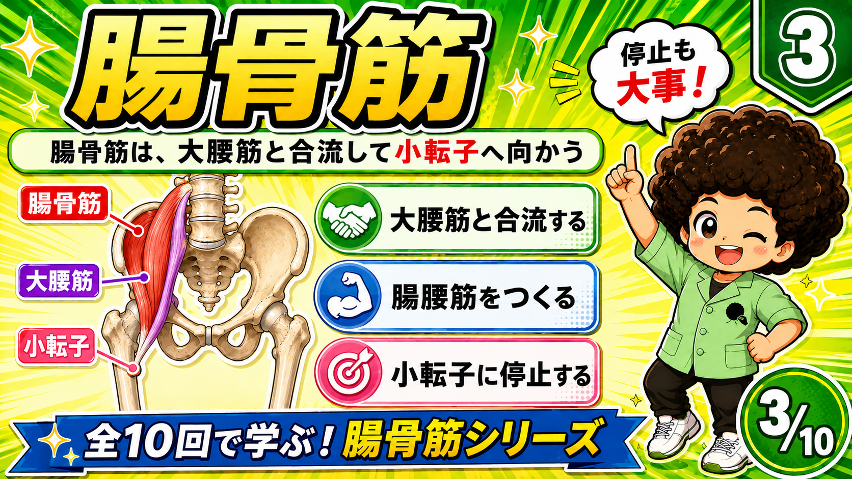 腸骨筋が大腰筋と合流し小転子に停止する図