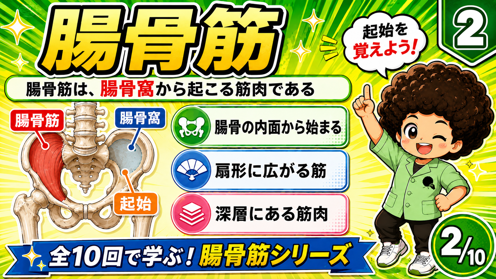 腸骨窩から起こる腸骨筋を示した図