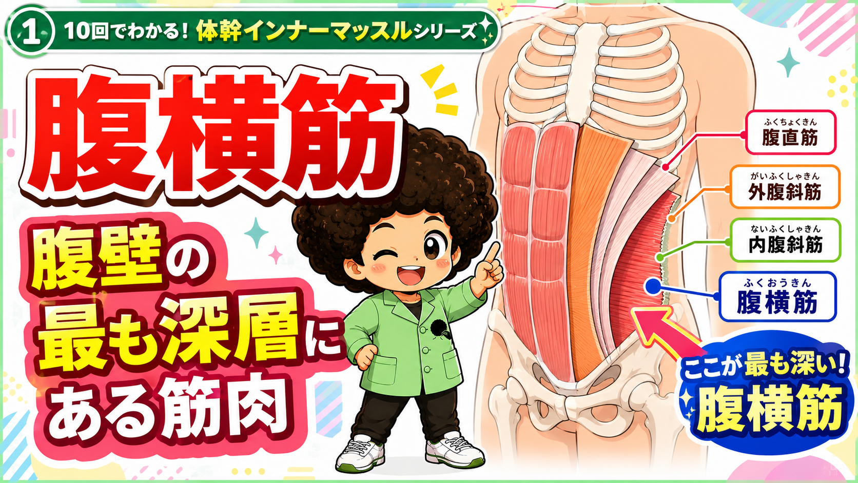 腹壁の最深層にあり筋線維が横方向に走る腹横筋の図