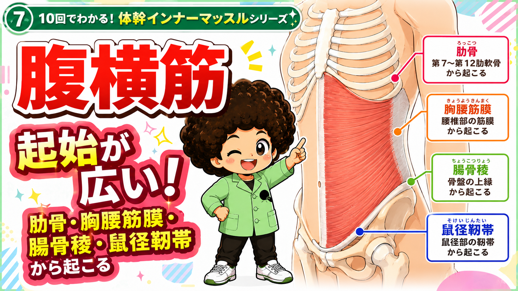 肋骨・胸腰筋膜・腸骨稜・鼠径靭帯から起こる腹横筋の起始図
