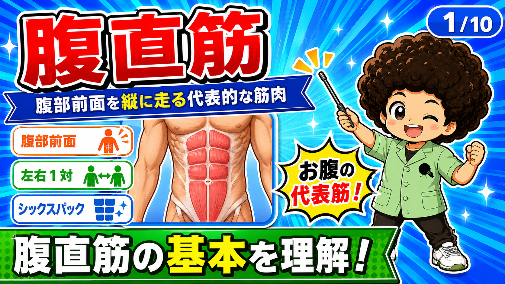 腹部前面を縦に走りシックスパックをつくる腹直筋の図