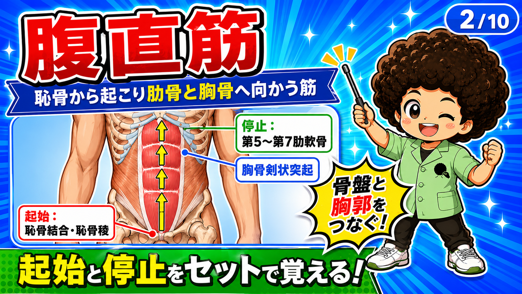 恥骨から第5〜第7肋軟骨・胸骨剣状突起へ向かう腹直筋の起始停止図