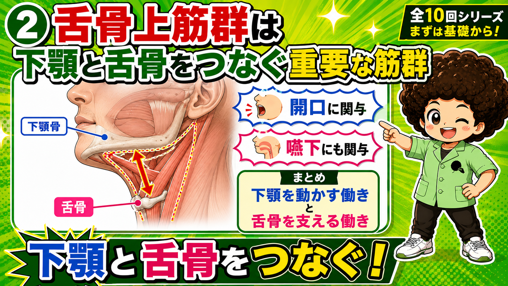 下顎骨と舌骨の間をつなぐ舌骨上筋群を示した図