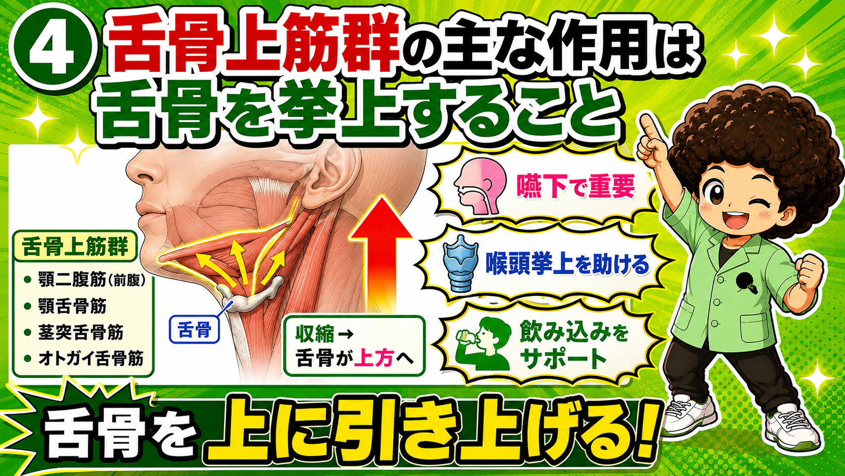 舌骨上筋群の収縮で舌骨が上方へ挙上する様子