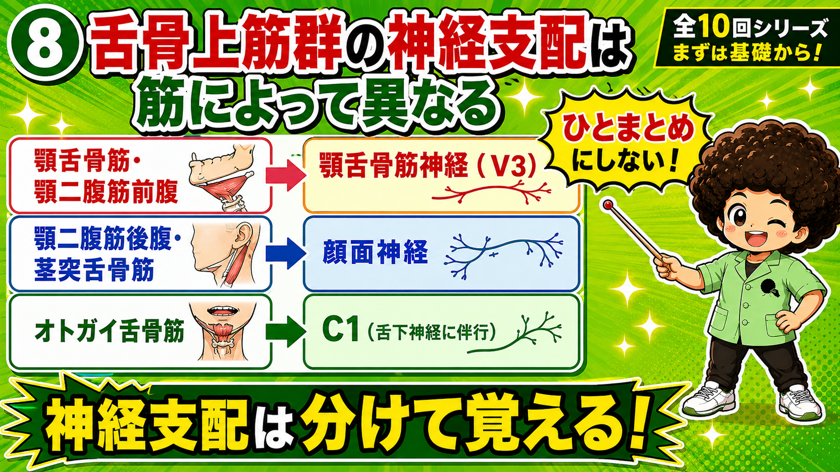 舌骨上筋群各筋の支配神経を分類した図