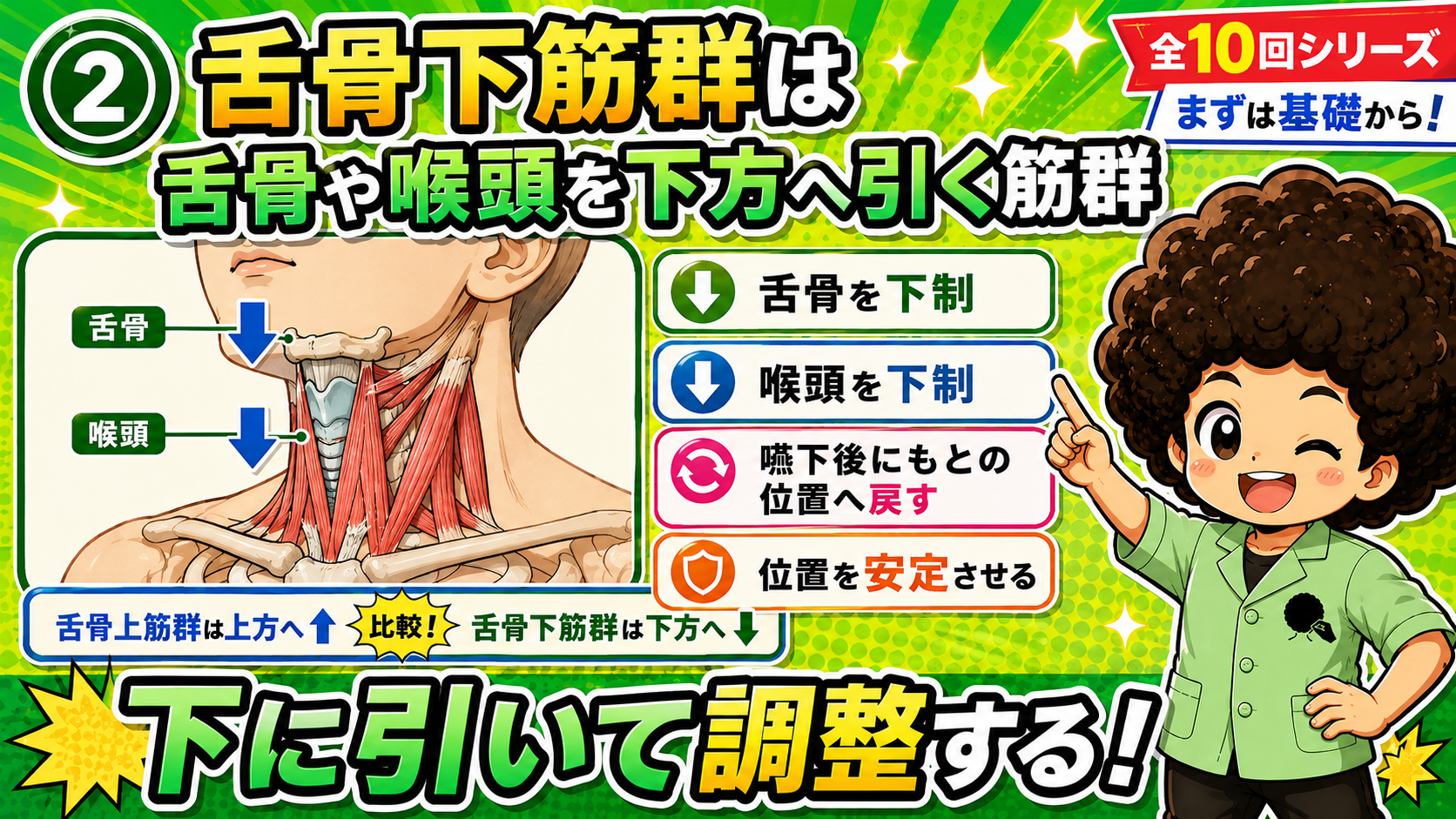 舌骨下筋群が舌骨と喉頭を下方へ引く動きの図