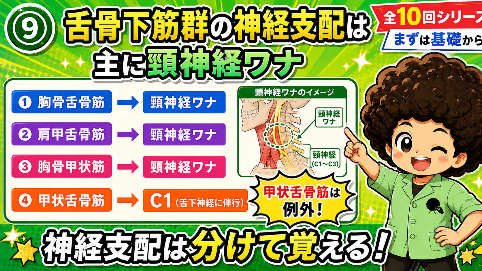舌骨下筋群の神経支配と頸神経ワナのイメージ図