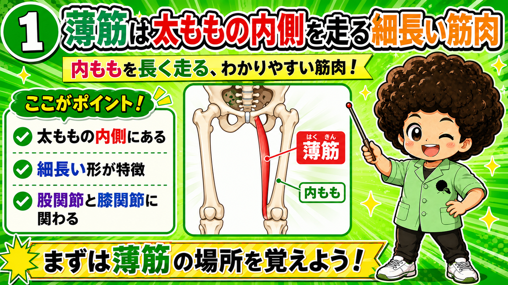 太もも内側を細長く走る薄筋を示した骨格イラスト