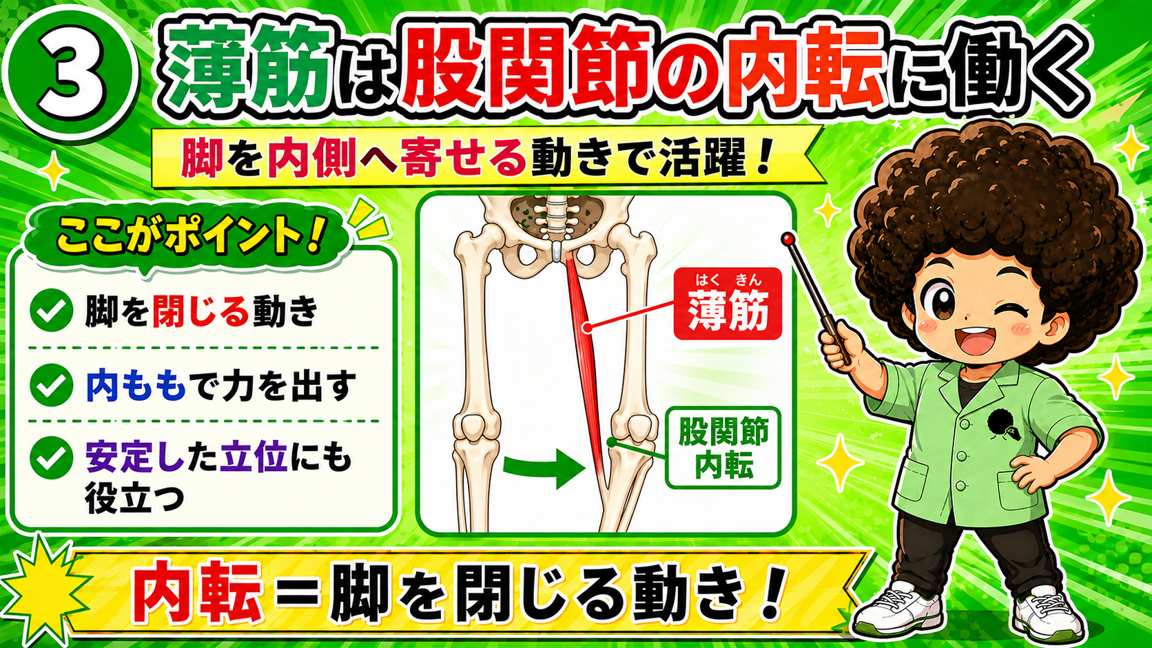 股関節を内転させて脚を閉じる薄筋の作用の図