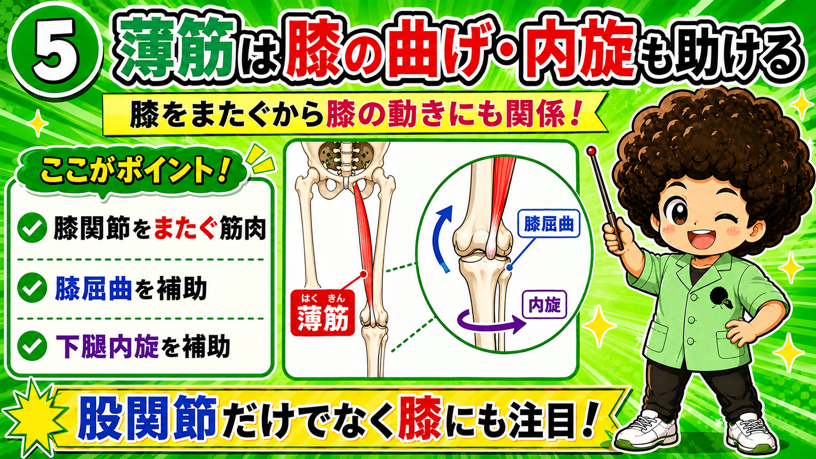 膝屈曲と下腿内旋を補助する薄筋を示した図