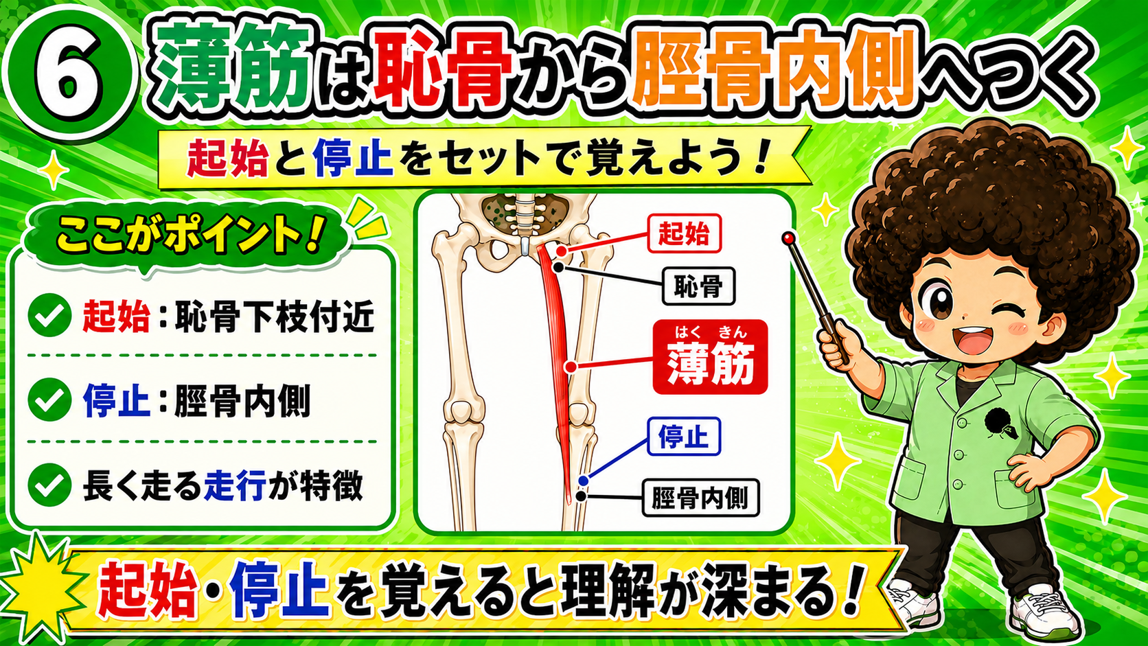 恥骨から脛骨内側へ走る薄筋の起始と停止を示した図