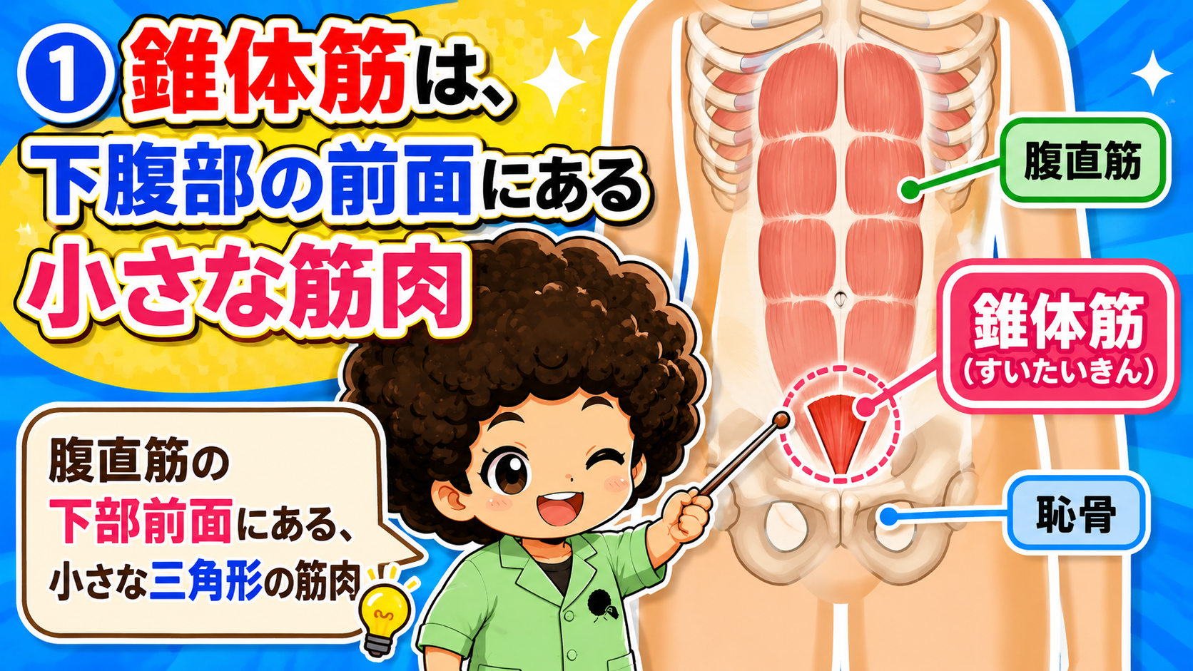 下腹部前面の腹直筋鞘内にある小さな三角形の錐体筋の図