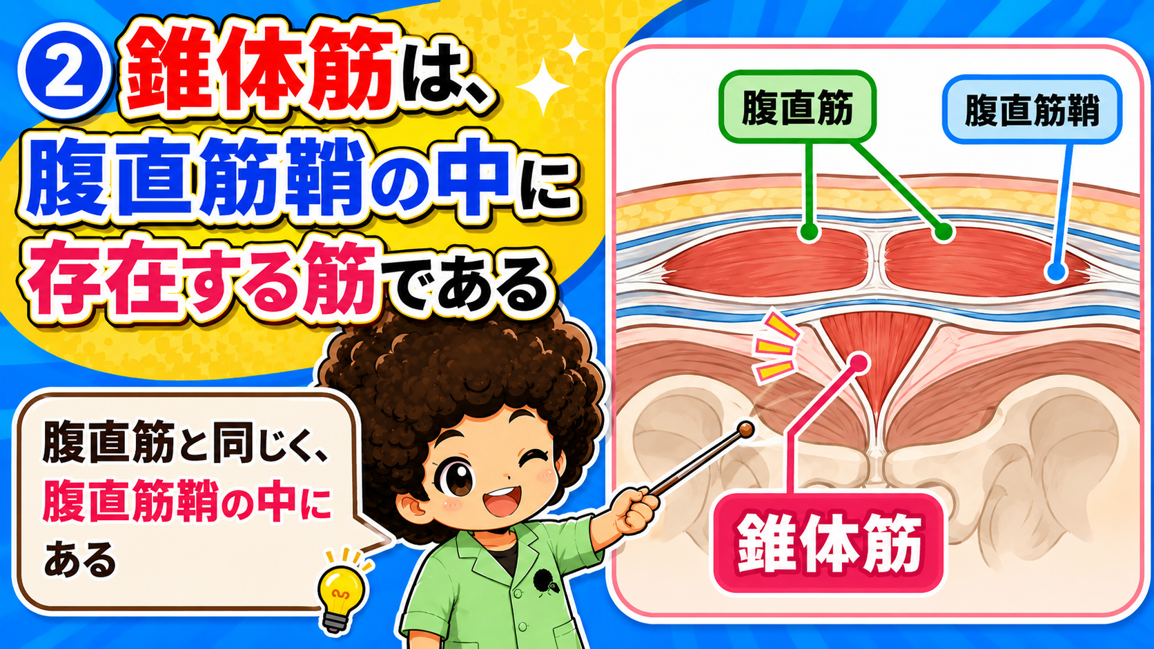 腹直筋鞘の中に錐体筋があることを示した断面図