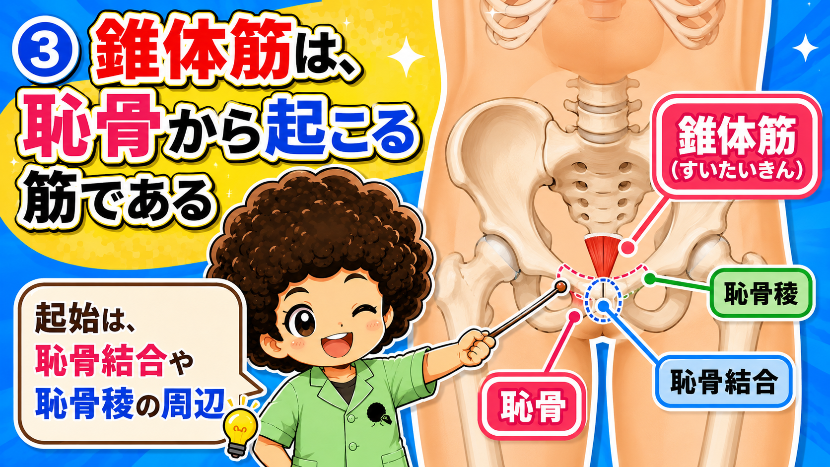 恥骨から起こり白線に停止する錐体筋の起始停止図