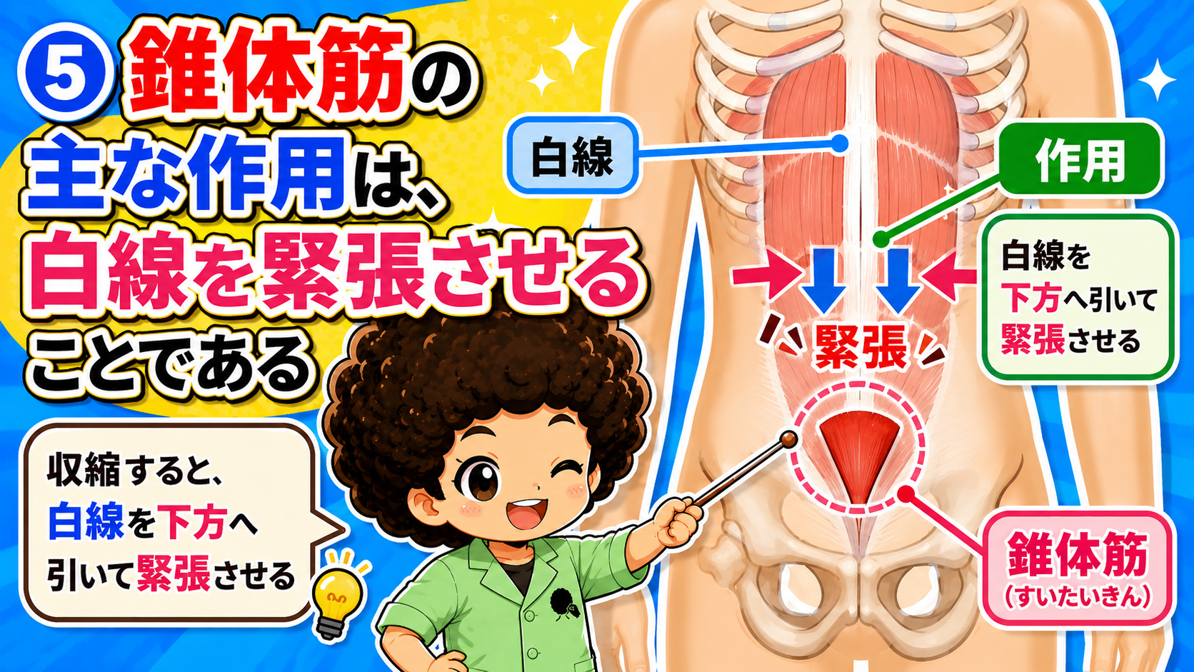 収縮して白線を下方へ引き緊張させる錐体筋の作用図