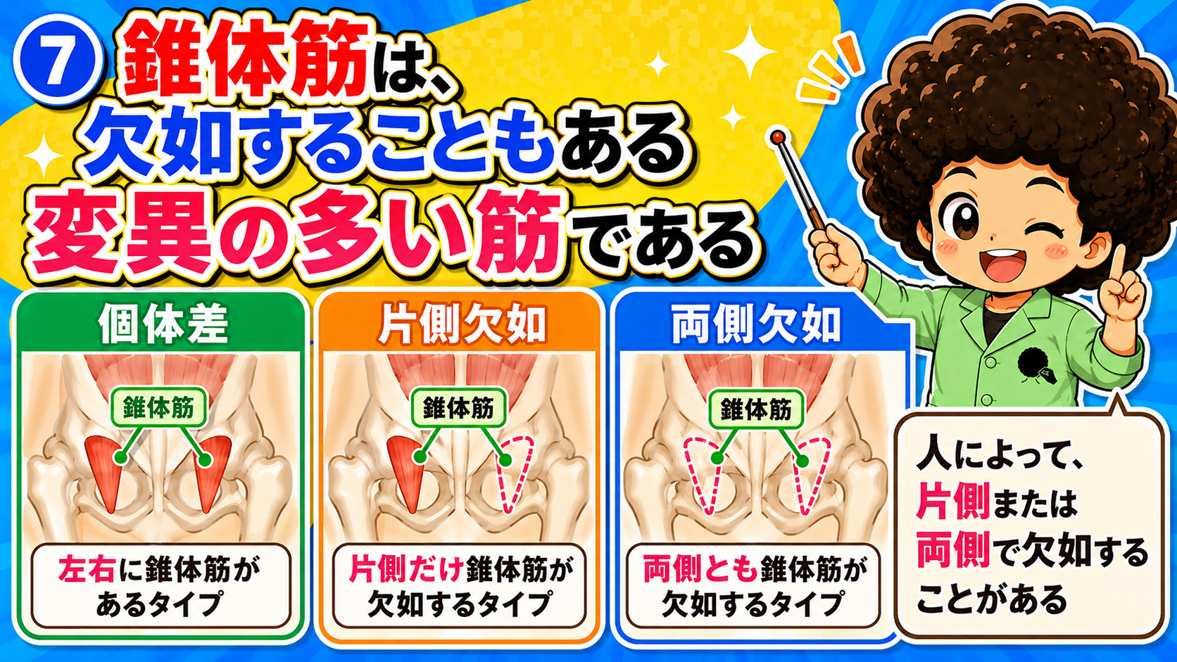 錐体筋の個体差・片側欠如・両側欠如を比べた図