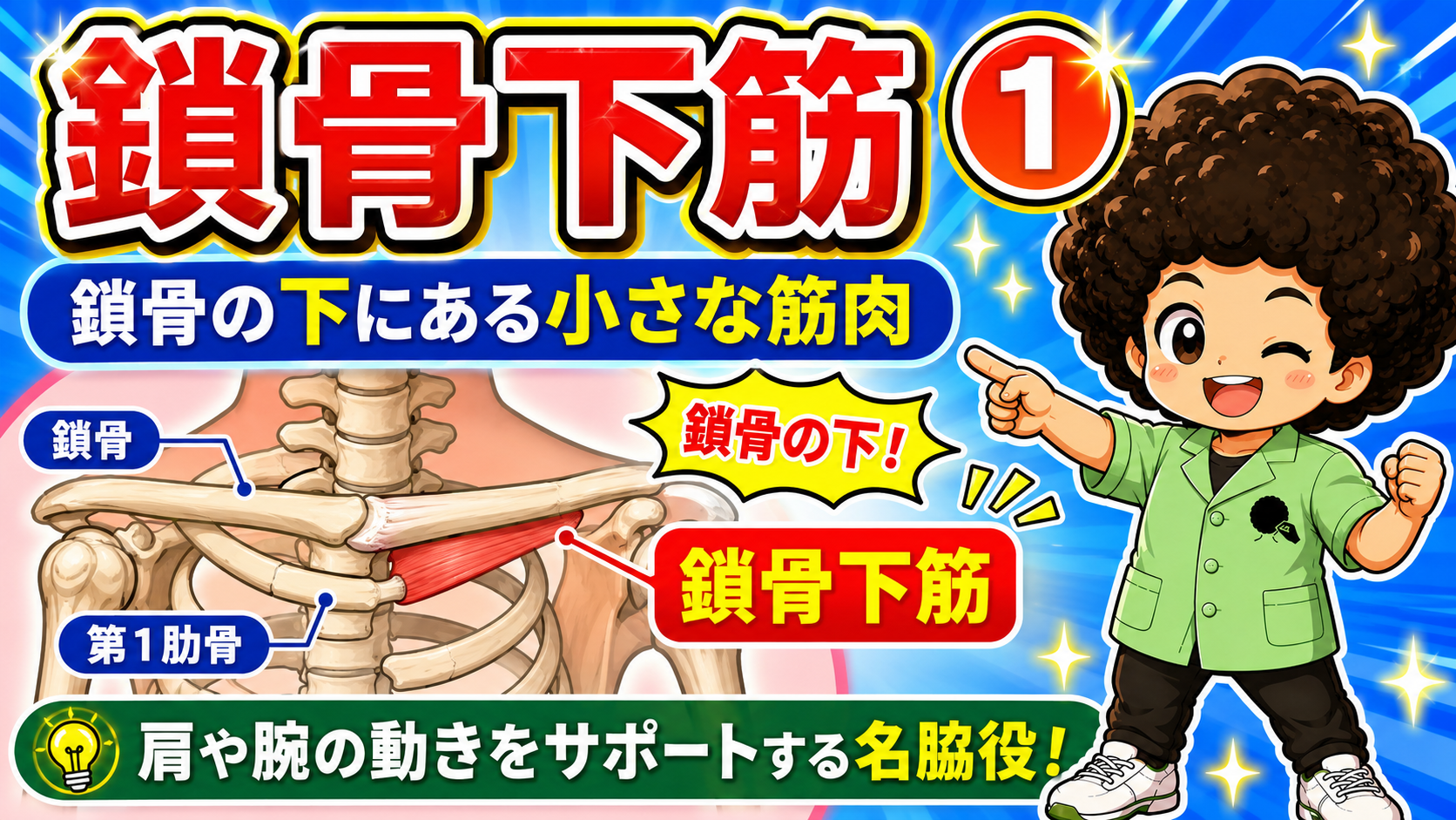 鎖骨と第1肋骨の間に位置する鎖骨下筋を示した図