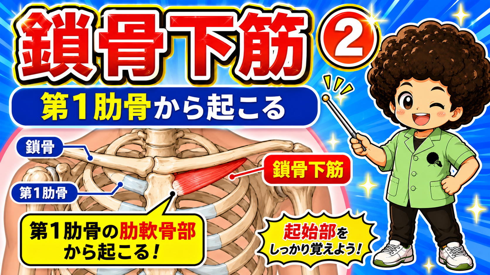 第1肋骨の肋軟骨部から起始する鎖骨下筋を示した図