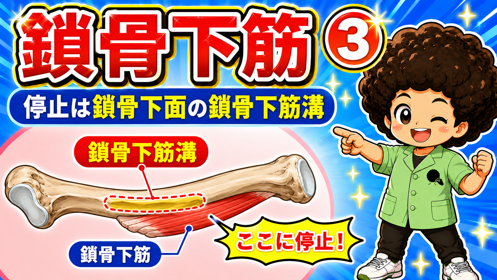 鎖骨下面の鎖骨下筋溝に停止する鎖骨下筋を示した図