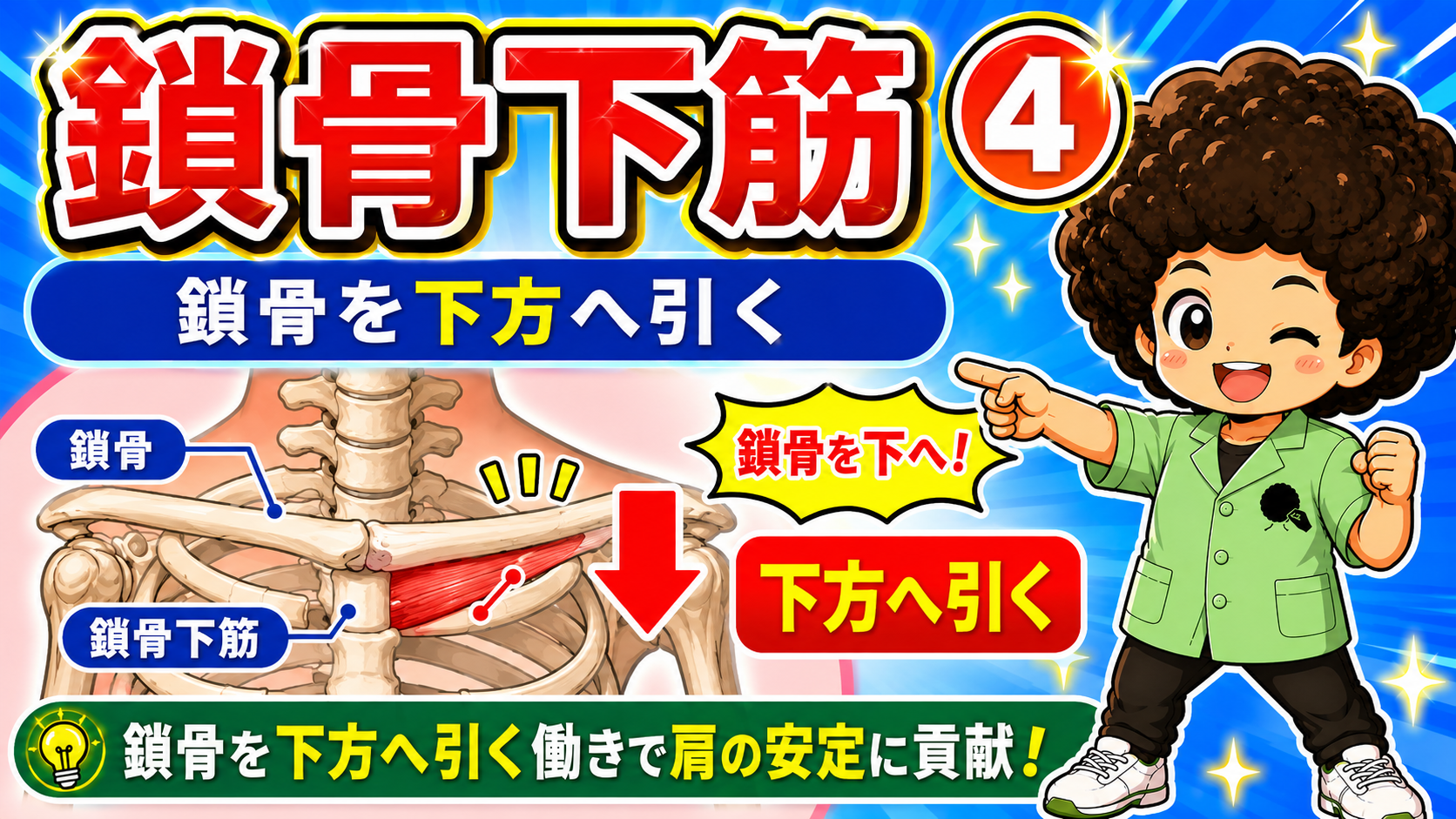 鎖骨を下方へ引く鎖骨下筋の作用を示した図