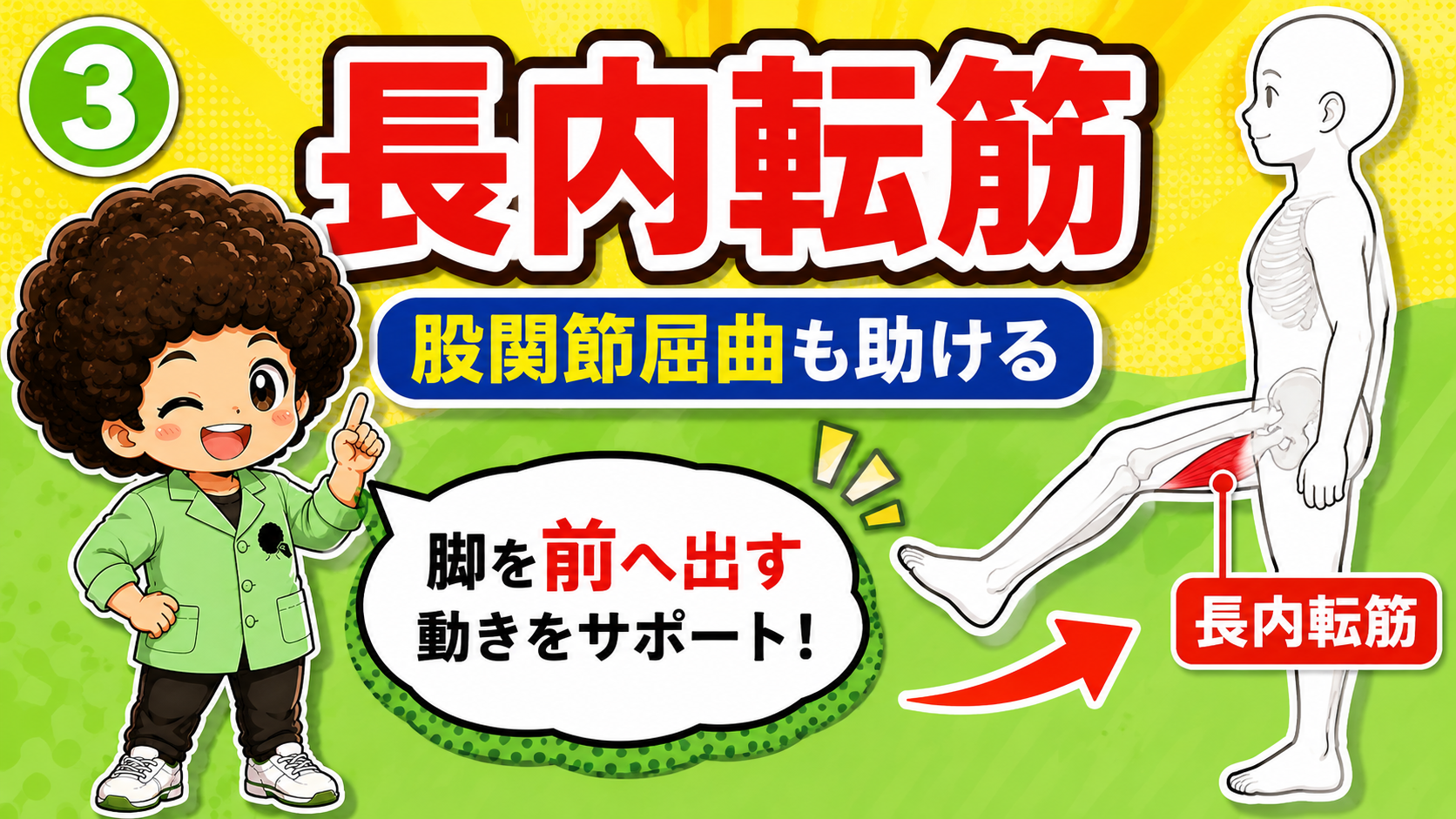 股関節の内転と屈曲補助に働く長内転筋の図