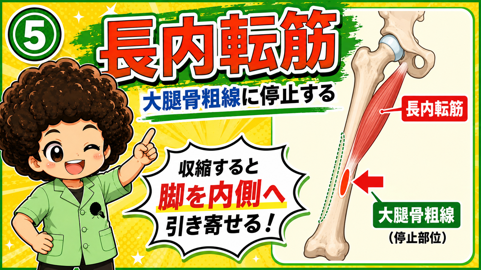 長内転筋の起始（恥骨）と停止（大腿骨粗線）の図